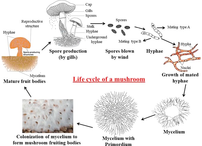 Mycelium Definition, Structure & Function - Video & Lesson