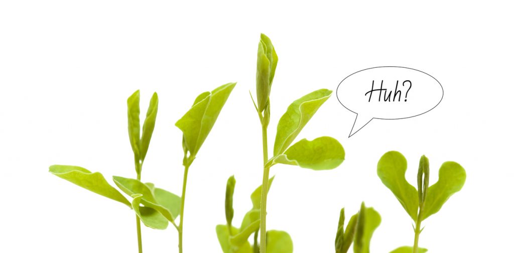 Do Plants think?— Scientists discover ‘conscious’ decisionmaking