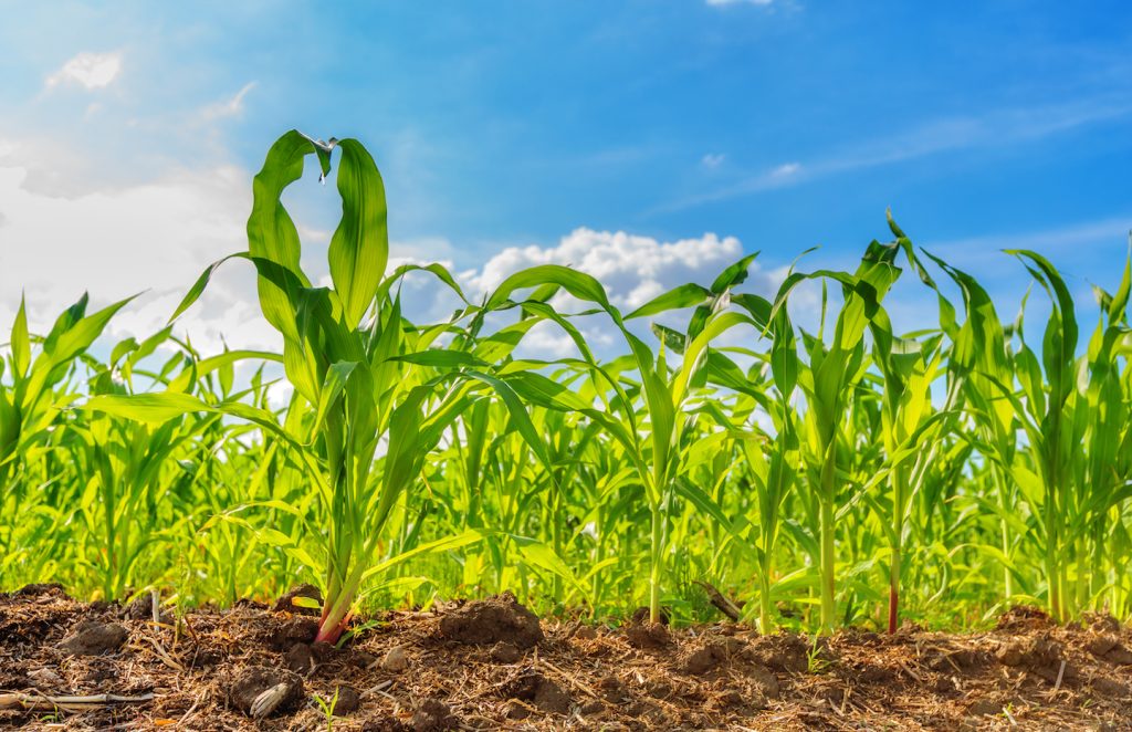 How Plants communicate and have social lives, and warn each other ...